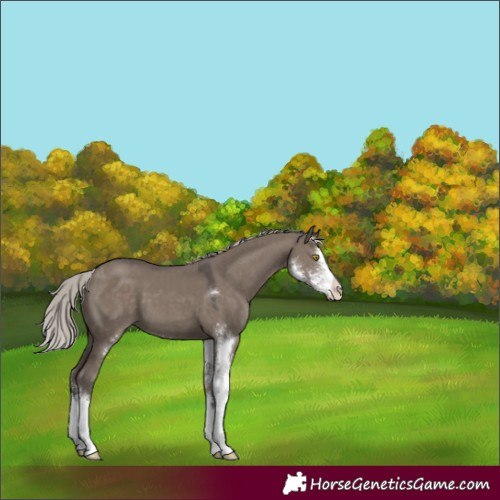 Horse Color:Silver Grullo Sabino