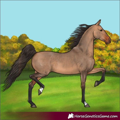 Horse Color:Bay Dun 