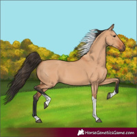 Horse Color:Bay Dun Tobiano