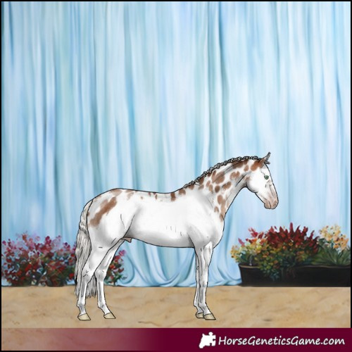 Horse Color:Gray White Spotted Silver Sable Champagne Splash Frame Appaloosa Rabicano 