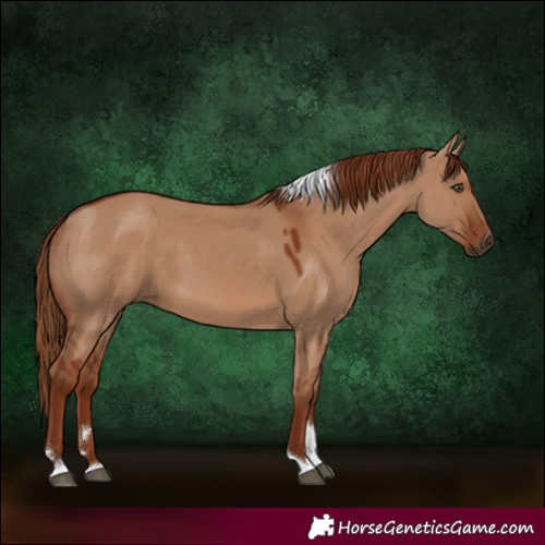 Horse Color:Red Dun Tobiano Rabicano 