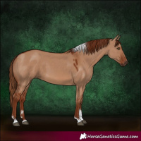 Horse Color:Red Dun Tobiano Rabicano