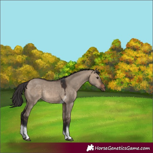 Horse Color:Bay Dun Tobiano Rabicano 