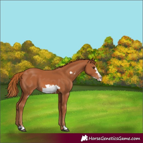 Horse Color:Chestnut Frame