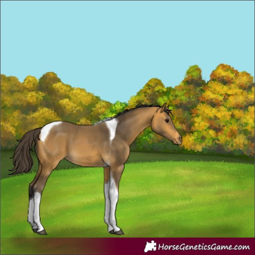 Horse Color:Buckskin Tobiano 