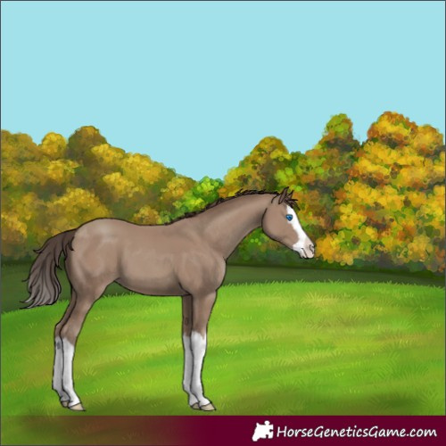 Horse Color:Classic Champagne Splash