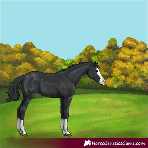 Horse Color:Black Splash 