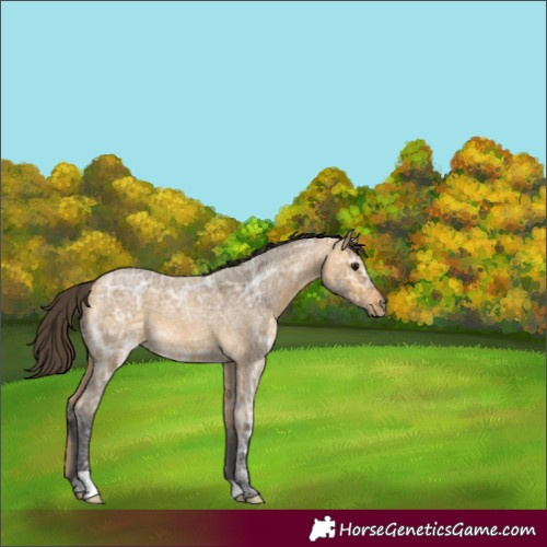 Horse Color:Buckskin Ice Roan