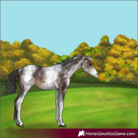 Horse Color:White Spotted Brown 
