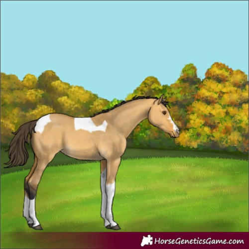 Horse Color:Buckskin Dun Tobiano 