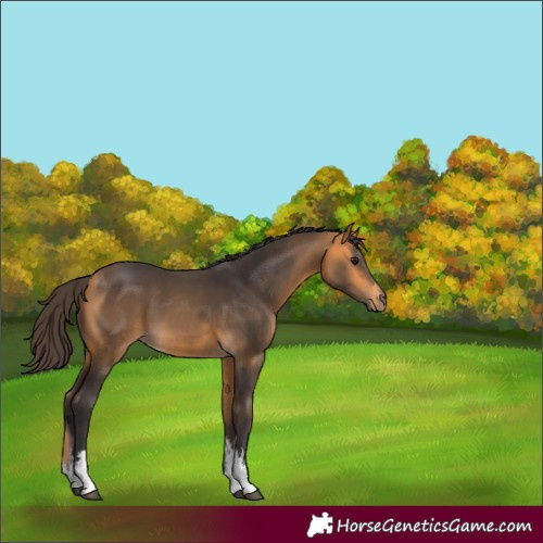 Horse Color:White Spotted Buckskin 