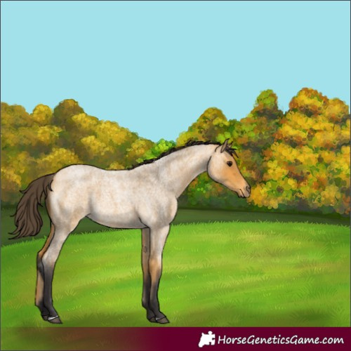 Horse Color:Buckskin Roan 