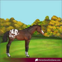 Horse Color:Brown Blanket 