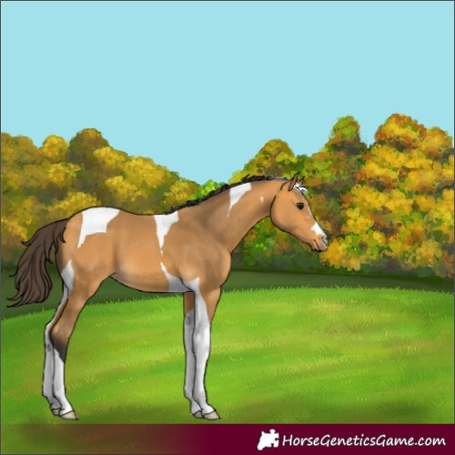 Horse Color:Buckskin Tobiano 