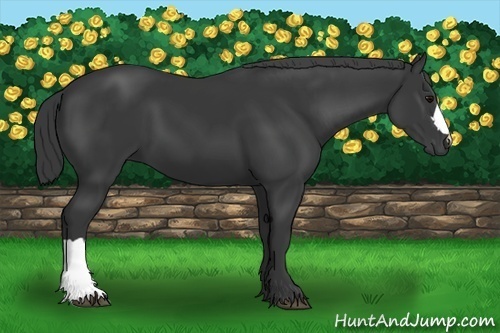 Horse Color:Black 