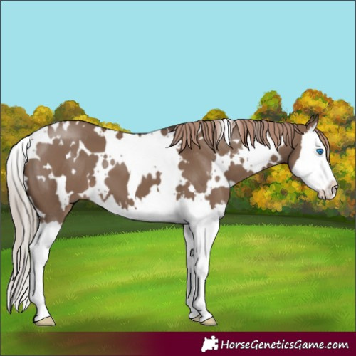 Horse Color:White Spotted Liver Red Dun Splash 