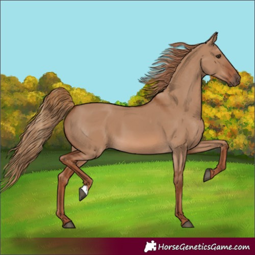 Horse Color:Red Dun 