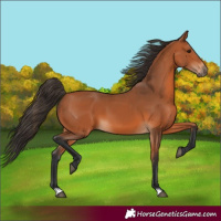 Horse Color:Bay 