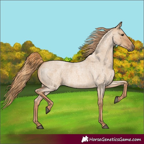 Horse Color:Red Dun Roan 