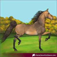 Horse Color:Buckskin