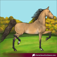 Horse Color:Buckskin
