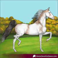 Horse Color:White Spotted Bay Dun Splash 