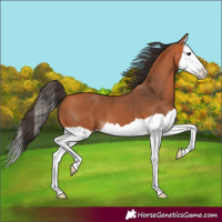 Horse Color:Bay Splash 