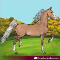 Horse Color:Silver Bay Dun Splash 