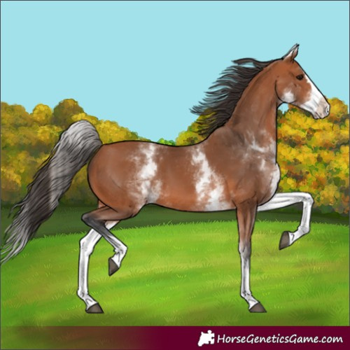 Horse Color:White Spotted Bay Splash 