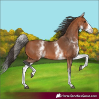Horse Color:White Spotted Bay Splash 