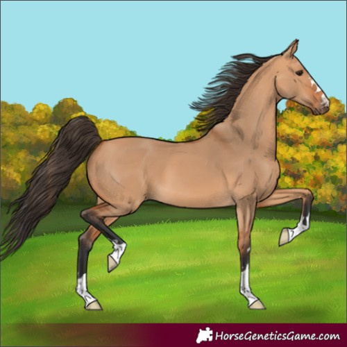 Horse Color:Bay Dun 