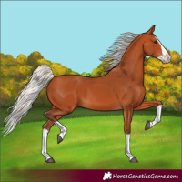 Horse Color:Silver Bay Splash 