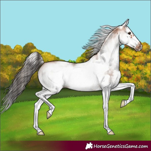 Horse Color:White Spotted Bay Splash Frame 