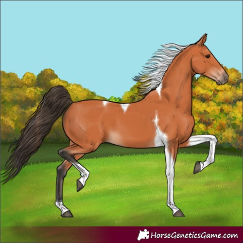 Horse Color:Bay Tobiano 