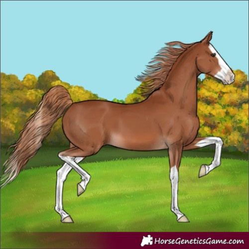 Horse Color:Chestnut Splash 