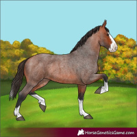 Horse Color:Bay Roan Splash 
