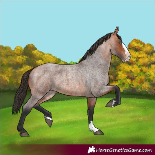 Horse Color:Bay Roan Splash