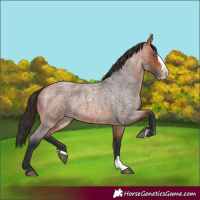 Horse Color:Bay Roan Splash