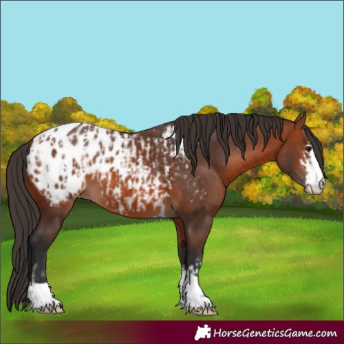 Horse Color:Bay Appaloosa  and Bay Appaloosa 