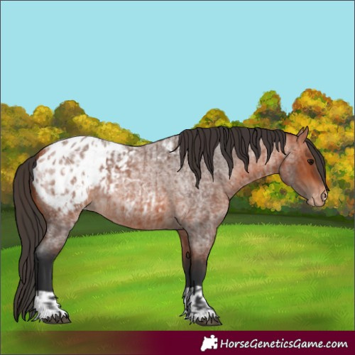 Horse Color:Bay Roan Appaloosa  and Bay Roan Appaloosa 