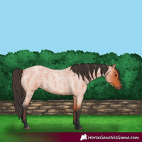 Horse Color:Bay Roan 