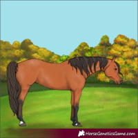 Horse Color:Bay 