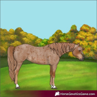 Horse Color:Gray Red Roan 