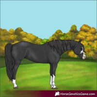 Horse Color:Black 