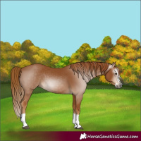 Horse Color:Gray Chestnut Splash