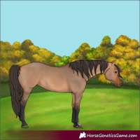 Horse Color:Bay Dun 