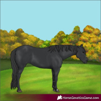 Horse Color:Black 