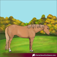 Horse Color:Chestnut 