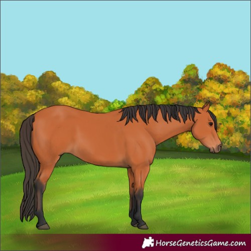 Horse Color:Bay 