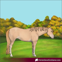 Horse Color:Gold Champagne 